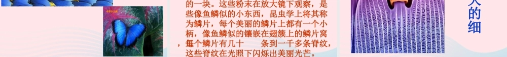 六年级科学下册 第一单元 微小世界 2《放大镜下的昆虫世界》课件3 教科版-教科版小学六年级下册自然科学课件