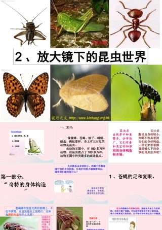 六年级科学下册 第一单元 微小世界 2《放大镜下的昆虫世界》课件3 教科版-教科版小学六年级下册自然科学课件