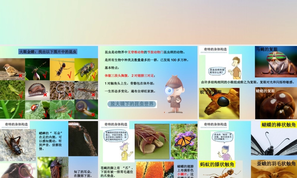 六年级科学下册 第一单元 微小世界 2放大镜下的昆虫世界课件 教科版-教科版小学六年级下册自然科学课件