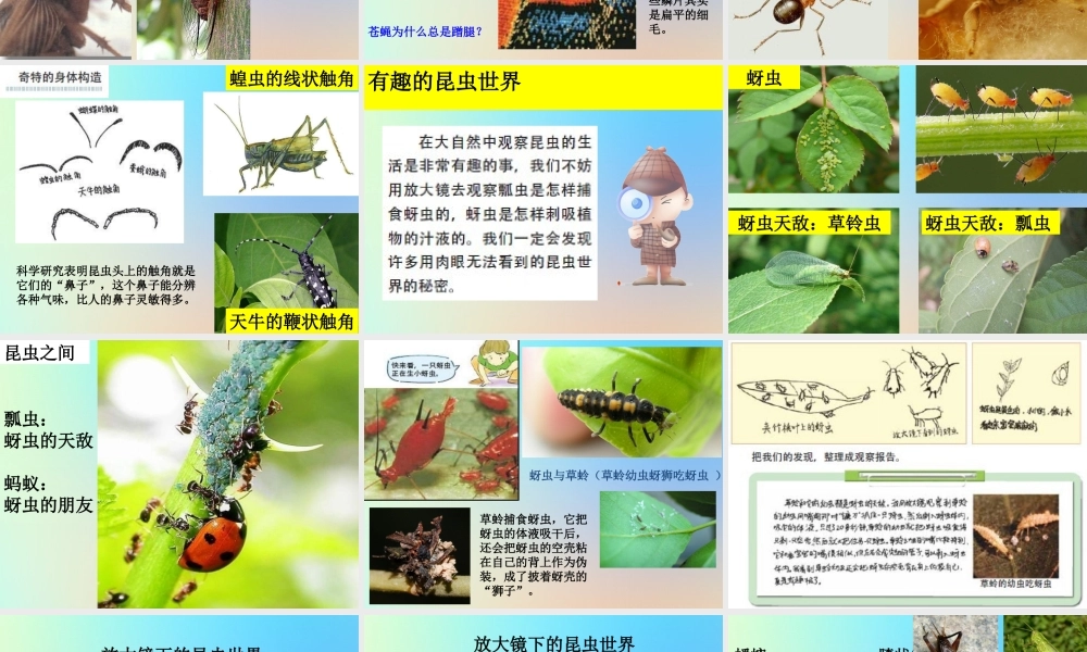 六年级科学下册 第一单元 微小世界 2放大镜下的昆虫世界课件 教科版-教科版小学六年级下册自然科学课件