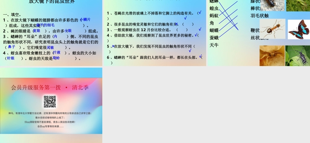 六年级科学下册 第一单元 微小世界 2放大镜下的昆虫世界课件 教科版-教科版小学六年级下册自然科学课件