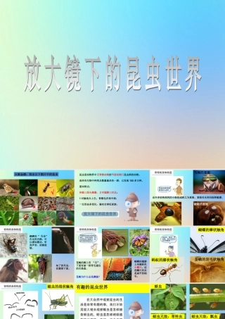 六年级科学下册 第一单元 微小世界 2放大镜下的昆虫世界课件 教科版-教科版小学六年级下册自然科学课件