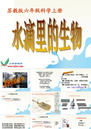 六年级科学上册 水滴里的生物课件1 苏教版