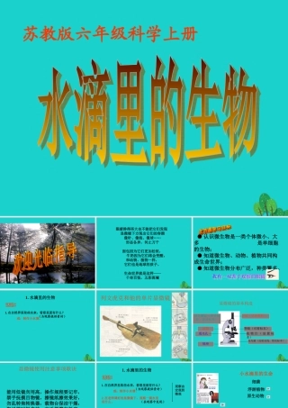 六年级科学上册 水滴里的生物课件2 苏教版-苏教版小学六年级上册自然科学课件
