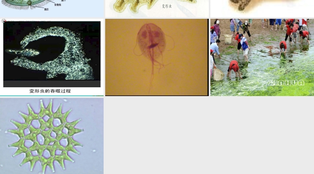 六年级科学上册 水滴里的生物课件3 苏教版-苏教版小学六年级上册自然科学课件
