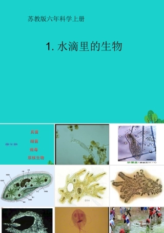 六年级科学上册 水滴里的生物课件3 苏教版-苏教版小学六年级上册自然科学课件