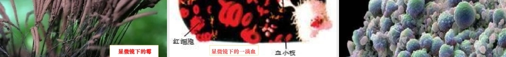 六年级科学下册 第一单元 微小世界 4 怎样放得更大课件 教科版-教科版小学六年级下册自然科学课件