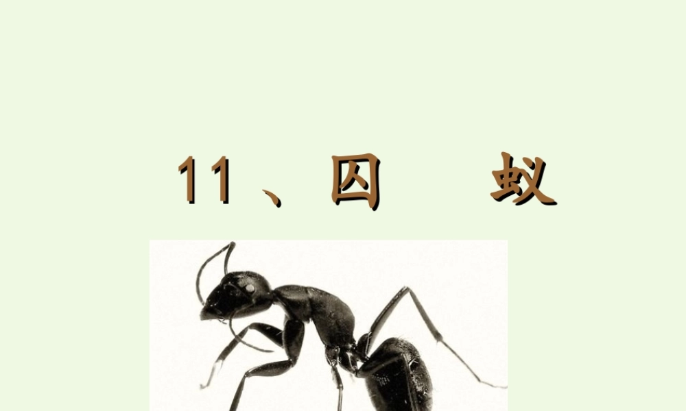 六年级语文上册 囚蚁课件1 鄂教版-鄂教版小学六年级上册语文课件