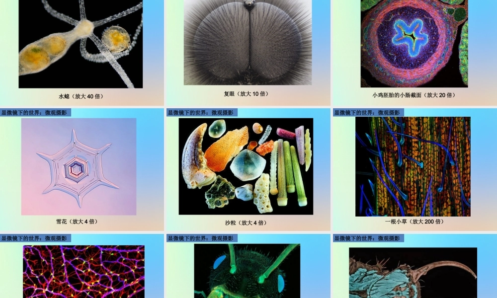 六年级科学下册 第一单元 微小世界 4怎样放得更大课件 教科版-教科版小学六年级下册自然科学课件