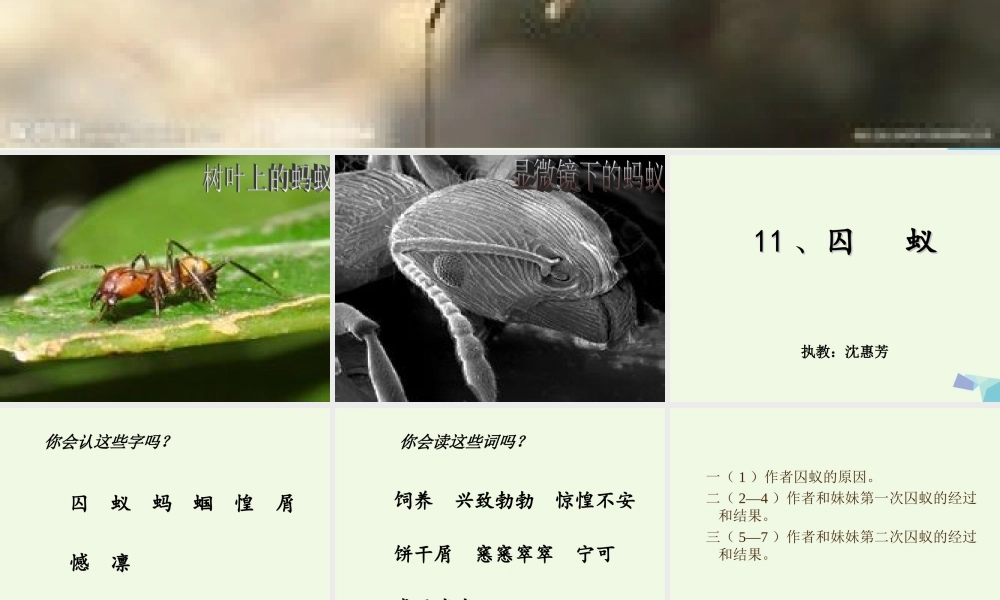 六年级语文上册 囚蚁课件3 鄂教版-鄂教版小学六年级上册语文课件