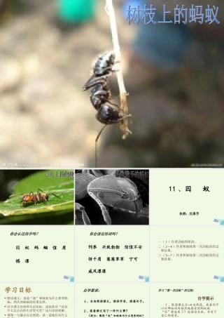 六年级语文上册 囚蚁课件3 鄂教版-鄂教版小学六年级上册语文课件