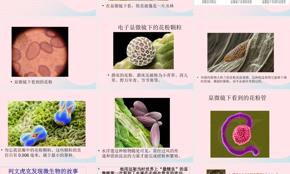 六年级科学下册 第一单元 微小世界 4怎样放得更大课件1 教科版-教科版小学六年级下册自然科学课件