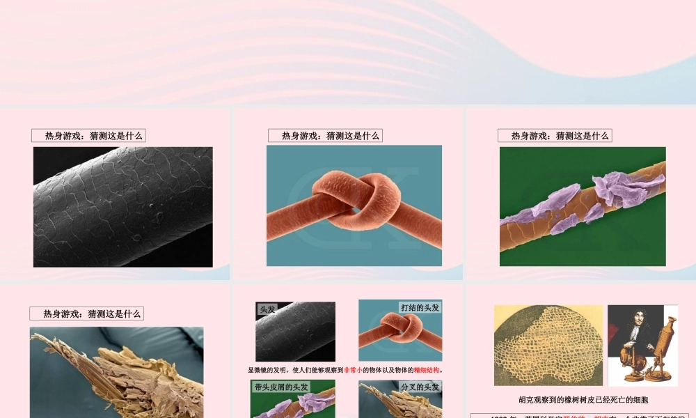 六年级科学下册 第一单元 微小世界 5 用显微镜观察身边的生命世界(一)课件1 教科版-教科版小学六年级下册自然科学课件