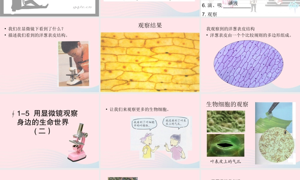 六年级科学下册 第一单元 微小世界 5 用显微镜观察身边的生命世界(一)课件2 教科版-教科版小学六年级下册自然科学课件