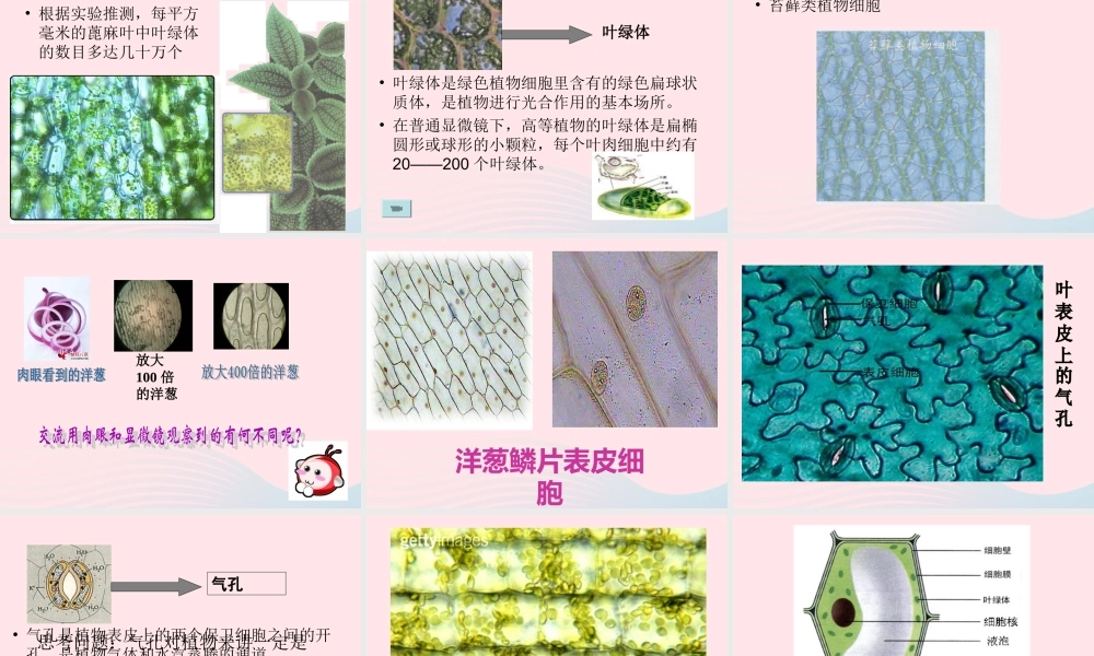 六年级科学下册 第一单元 微小世界 5 用显微镜观察身边的生命世界(一)课件2 教科版-教科版小学六年级下册自然科学课件