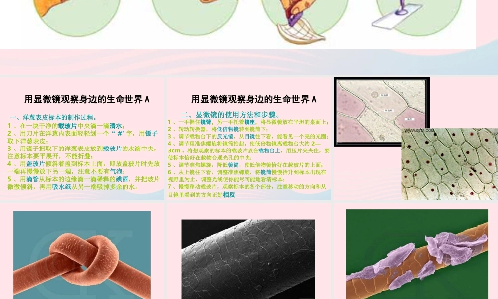 六年级科学下册 第一单元 微小世界 5 用显微镜观察身边的生命世界(一)课件3 教科版-教科版小学六年级下册自然科学课件