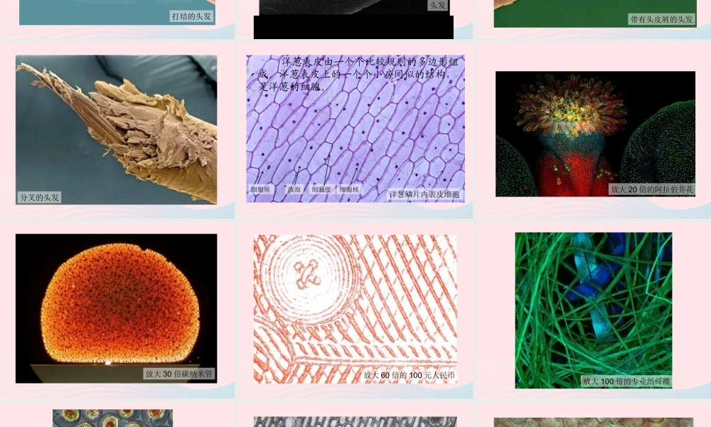 六年级科学下册 第一单元 微小世界 5 用显微镜观察身边的生命世界(一)课件3 教科版-教科版小学六年级下册自然科学课件