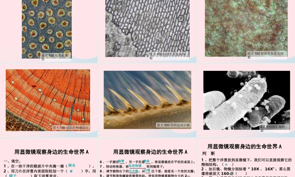 六年级科学下册 第一单元 微小世界 5 用显微镜观察身边的生命世界(一)课件3 教科版-教科版小学六年级下册自然科学课件