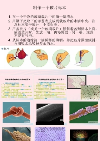 六年级科学下册 第一单元 微小世界 5 用显微镜观察身边的生命世界(一)课件3 教科版-教科版小学六年级下册自然科学课件