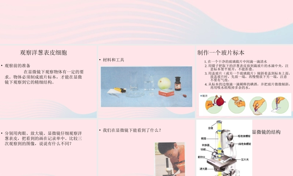 六年级科学下册 第一单元 微小世界 5 用显微镜观察身边的生命世界(一)课件5 教科版-教科版小学六年级下册自然科学课件