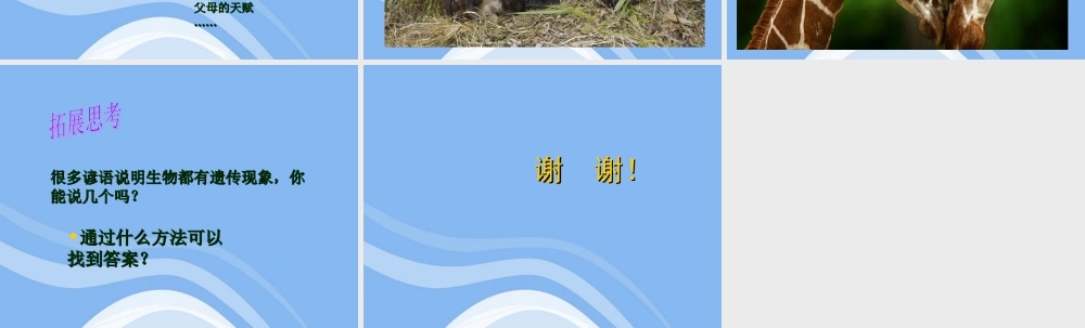 六年级科学下册 生物的遗传现象 2课件 苏教版