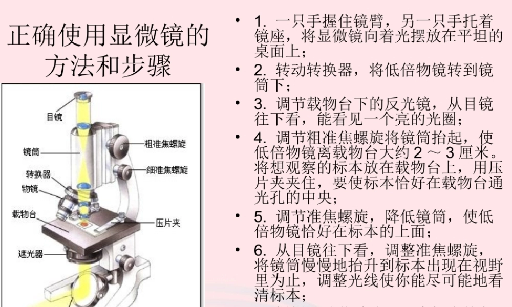 六年级科学下册 第一单元 微小世界 5 用显微镜观察身边的生命世界(一)课件6 教科版-教科版小学六年级下册自然科学课件