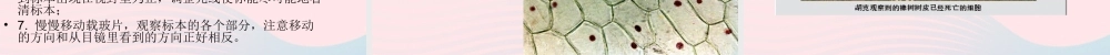 六年级科学下册 第一单元 微小世界 5 用显微镜观察身边的生命世界(一)课件6 教科版-教科版小学六年级下册自然科学课件