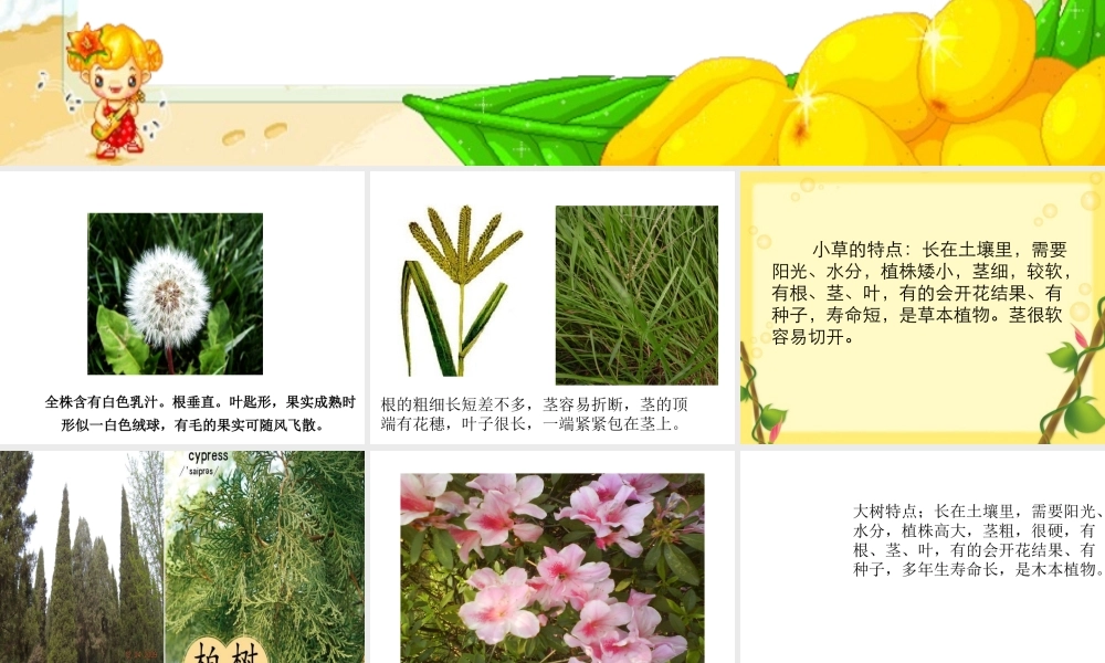 六年级科学上册 小草和大树课件 冀教版