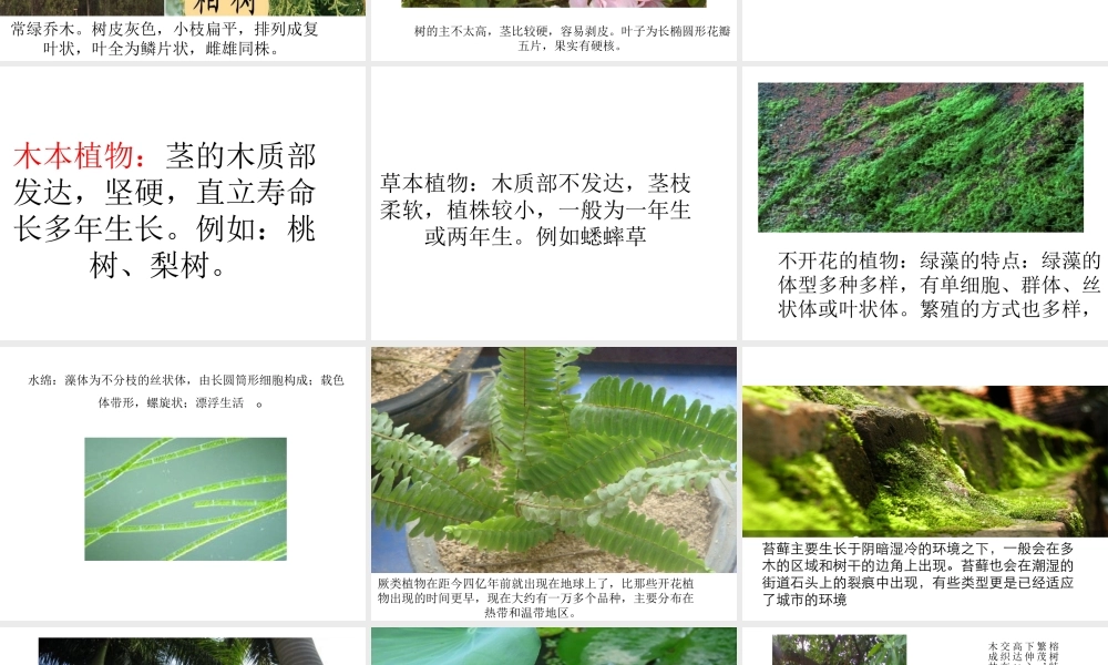 六年级科学上册 小草和大树课件 冀教版