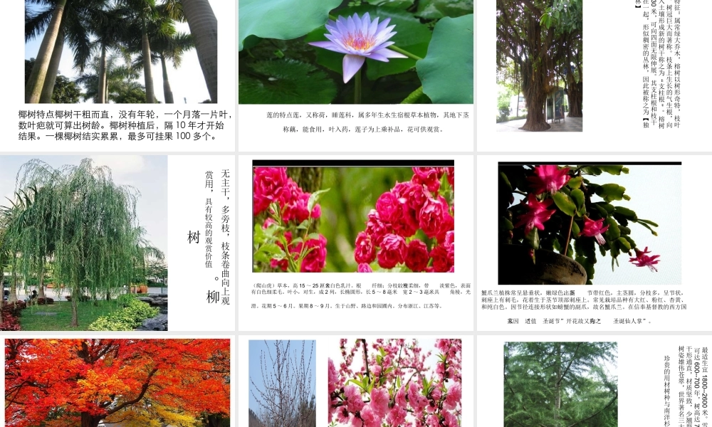 六年级科学上册 小草和大树课件 冀教版