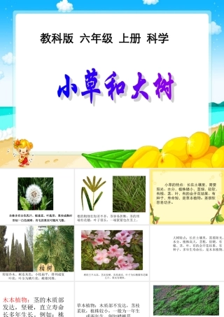 六年级科学上册 小草和大树课件 冀教版