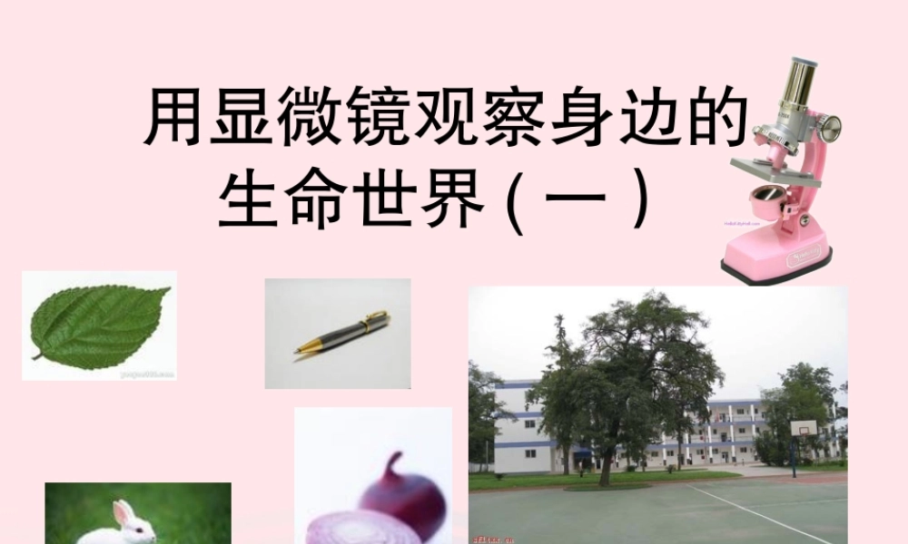 六年级科学下册 第一单元 微小世界 5 用显微镜观察身边的生命世界(一)课件8 教科版-教科版小学六年级下册自然科学课件