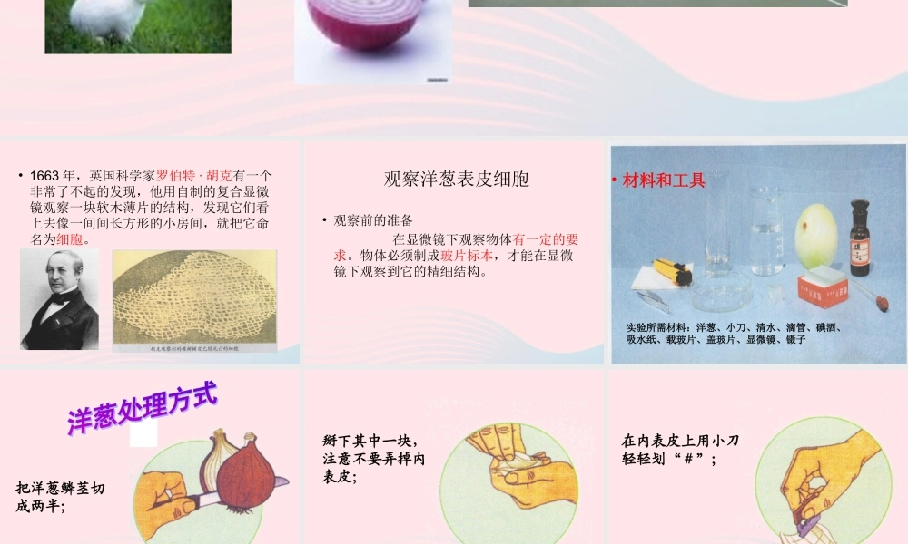 六年级科学下册 第一单元 微小世界 5 用显微镜观察身边的生命世界(一)课件8 教科版-教科版小学六年级下册自然科学课件