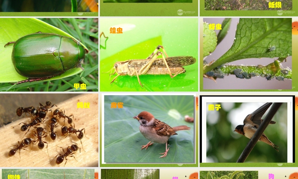 六年级科学上册 校园生物大搜索 1课件 教科版