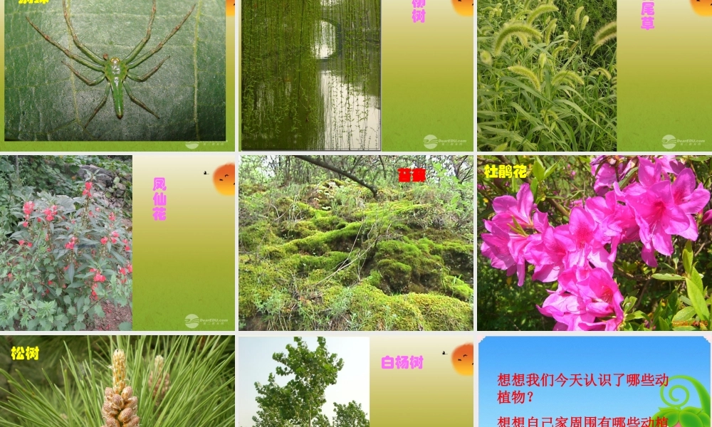 六年级科学上册 校园生物大搜索 1课件 教科版