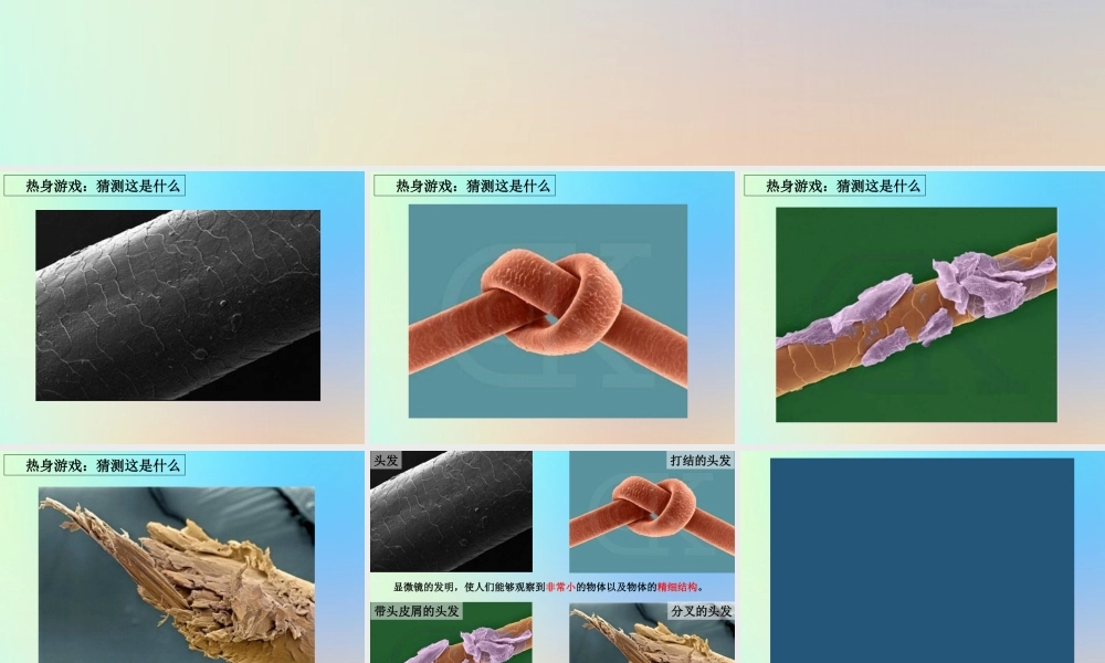 六年级科学下册 第一单元 微小世界 5用显微镜观察身边的生命世界课件 教科版-教科版小学六年级下册自然科学课件