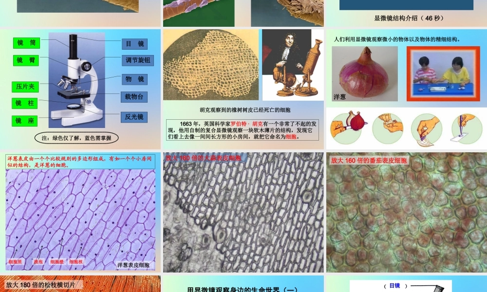 六年级科学下册 第一单元 微小世界 5用显微镜观察身边的生命世界课件 教科版-教科版小学六年级下册自然科学课件