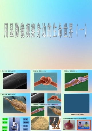 六年级科学下册 第一单元 微小世界 5用显微镜观察身边的生命世界课件 教科版-教科版小学六年级下册自然科学课件