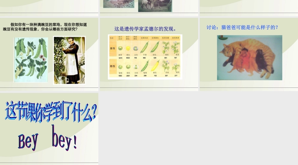 六年级科学下册 生物的遗传现象 3课件 苏教版