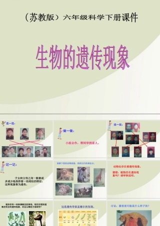 六年级科学下册 生物的遗传现象 3课件 苏教版