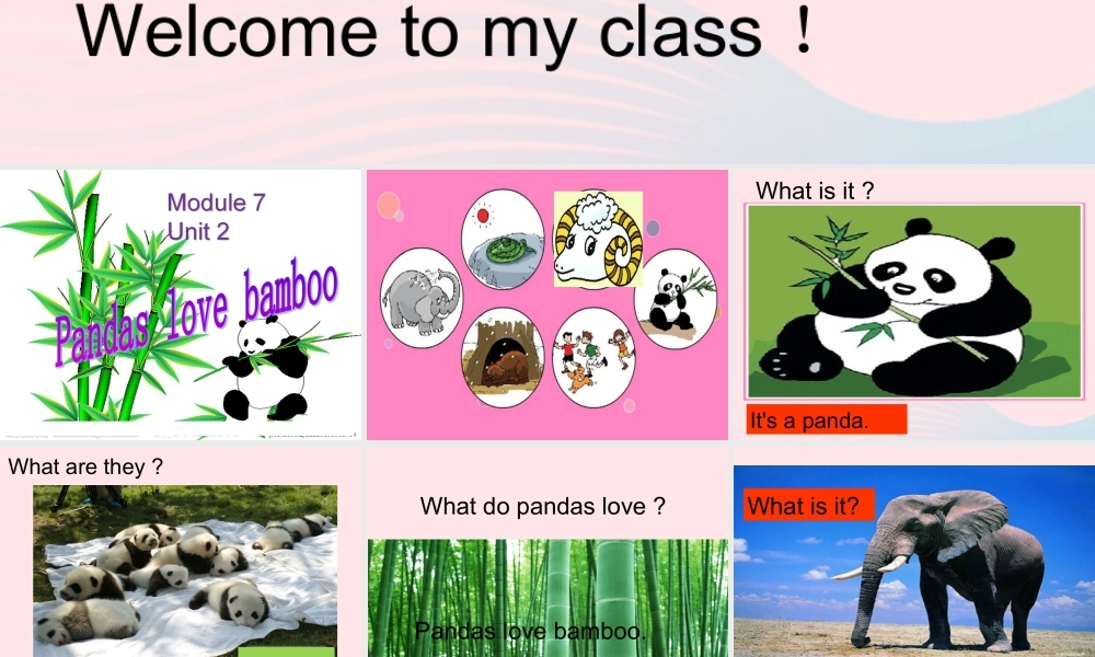 六年级英语上册 Module 7 Unit 2 pandas love bamboo课件 外研版（三起）-外研版小学六年级上册英语课件