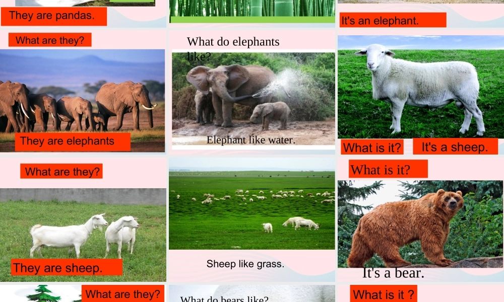 六年级英语上册 Module 7 Unit 2 pandas love bamboo课件 外研版（三起）-外研版小学六年级上册英语课件