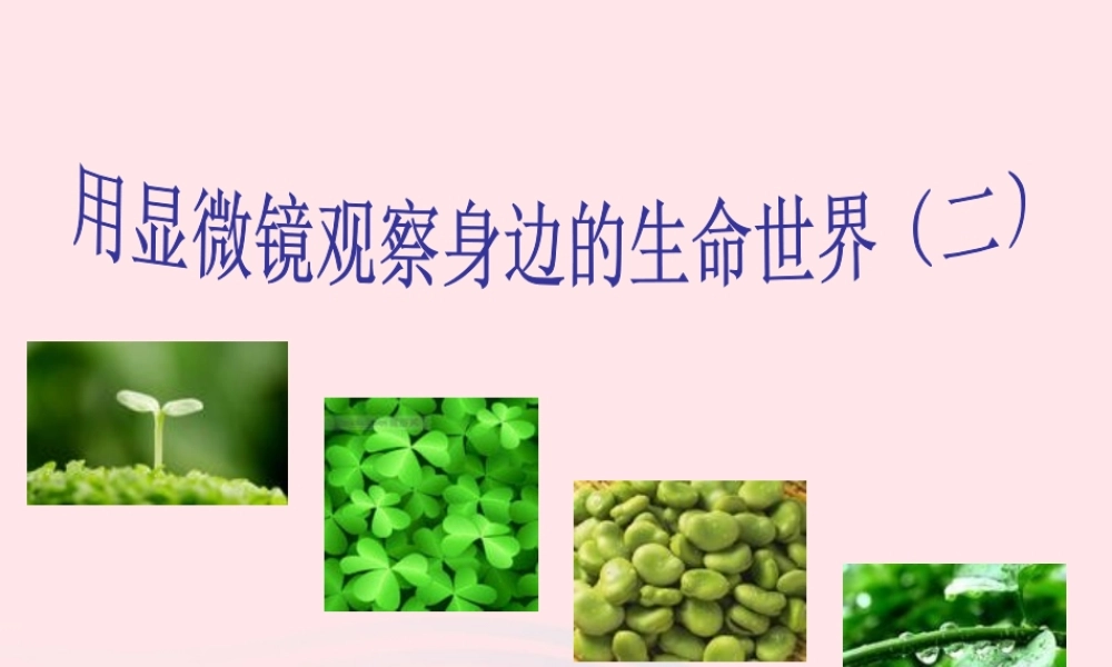 六年级科学下册 第一单元 微小世界 6 用显微镜观察身边的生命世界(二)课件1 教科版-教科版小学六年级下册自然科学课件