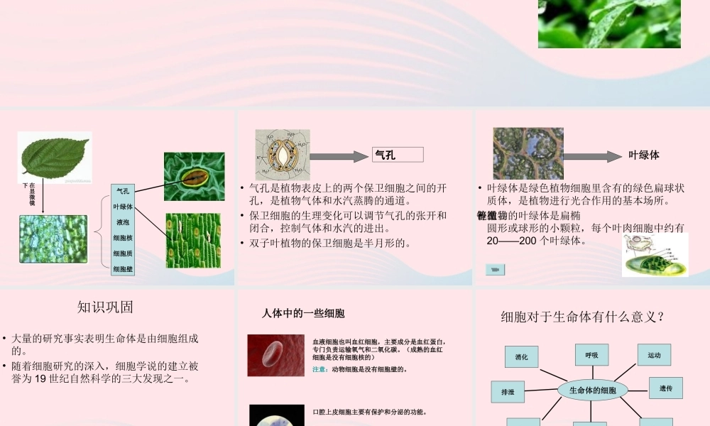 六年级科学下册 第一单元 微小世界 6 用显微镜观察身边的生命世界(二)课件1 教科版-教科版小学六年级下册自然科学课件