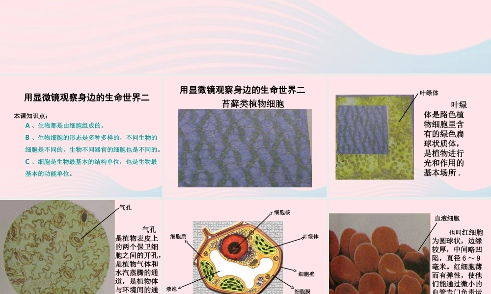 六年级科学下册 第一单元 微小世界 6 用显微镜观察身边的生命世界(二)课件2 新人教版-新人教版小学六年级下册自然科学课件
