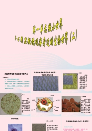 六年级科学下册 第一单元 微小世界 6 用显微镜观察身边的生命世界(二)课件2 新人教版-新人教版小学六年级下册自然科学课件