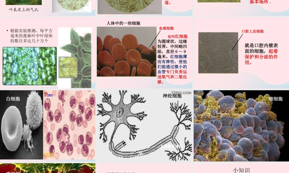 六年级科学下册 第一单元 微小世界 6《用显微镜观察身边的生命世界(二)》课件1 教科版-教科版小学六年级下册自然科学课件