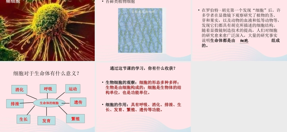 六年级科学下册 第一单元 微小世界 6《用显微镜观察身边的生命世界(二)》课件1 教科版-教科版小学六年级下册自然科学课件