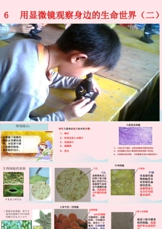 六年级科学下册 第一单元 微小世界 6《用显微镜观察身边的生命世界(二)》课件1 教科版-教科版小学六年级下册自然科学课件