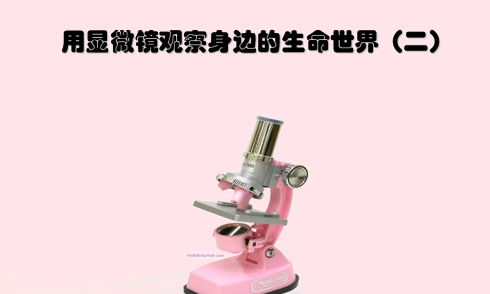 六年级科学下册 第一单元 微小世界 6《用显微镜观察身边的生命世界(二)》课件2 教科版-教科版小学六年级下册自然科学课件